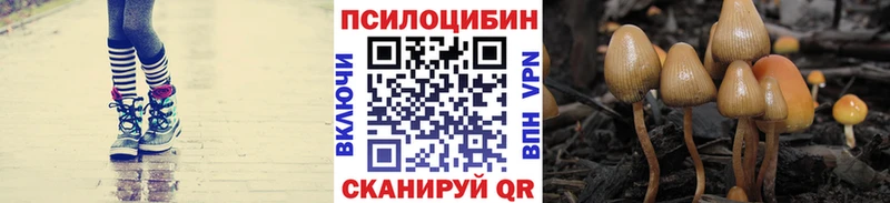 купить наркоту  Камышлов  mega как зайти  Псилоцибиновые грибы мицелий 
